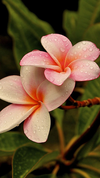 Beautiful Flowers, Champa HD phone wallpaper