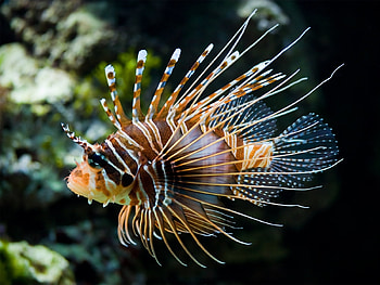 Animals, Fishes HD wallpaper