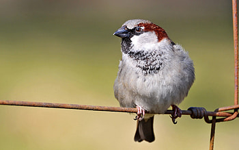 Animals, Bird, Sit, Sparrow, Branch HD wallpaper