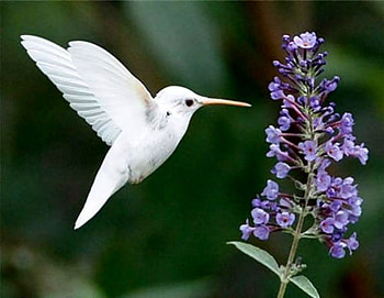 Amazing, fast, incredible, beautiful, tiny HD wallpaper