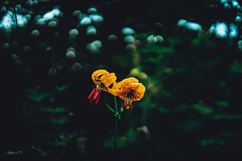 Flowers, Lilies, Dark, Glare HD wallpaper