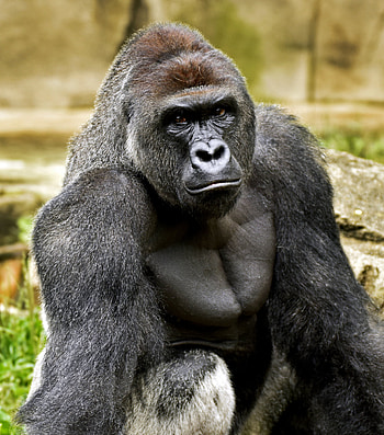 Zoo debates, Ethical concerns, Harambe tragedy, Animal conservation HD phone wallpaper