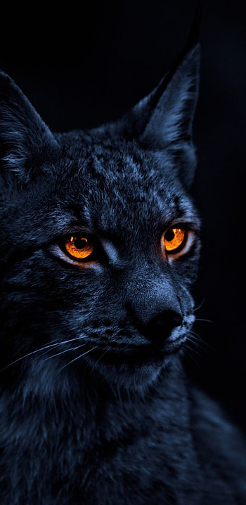 Animal, terrestrial animal, whiskers HD phone wallpaper