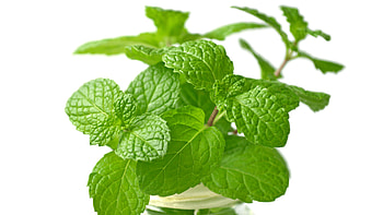 Organic Lemon Balm, Non-GMO seed, Pollination process, Living Seed Company HD wallpaper
