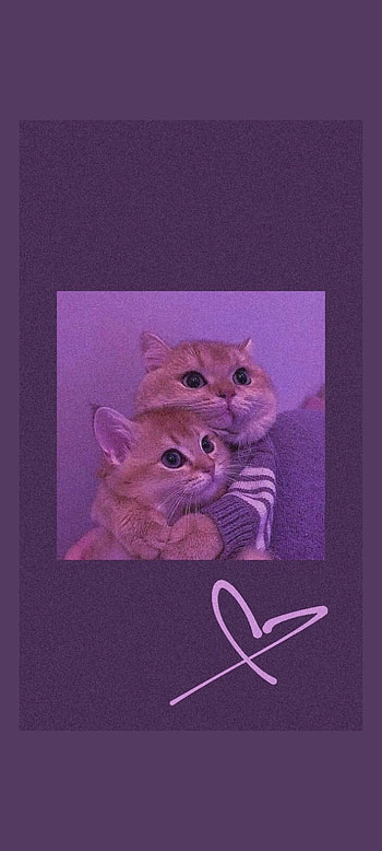 Gatitos Abrazados, gatos, bigotes, morado HD phone wallpaper