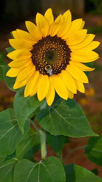 Sunflower, Yellow, Flower HD phone wallpaper