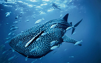 Beautiful sea creatures, collection, Marine life diversity, PC backgrounds HD wallpaper