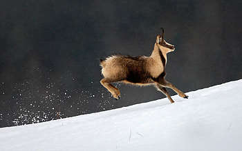 Graceful chamois, Majestic creatures, Natural beauty, Wildlife graphy HD wallpaper