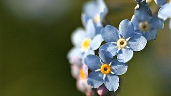 Flowers, Plant, Macro, Petals HD wallpaper