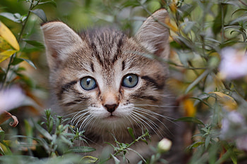 Animals, Grass, Leaves, Cat, Kitty, Kitten, Peek Out, Look Out HD wallpaper
