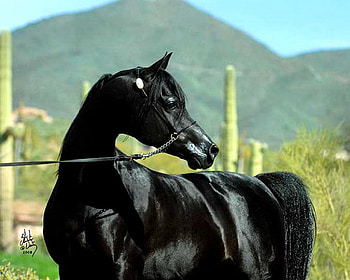 Onyx, horse, black, stallion, green, fence, beauty HD wallpaper