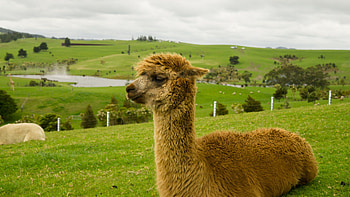 Charming alpaca, Cool , Unique patterns, Top HD wallpaper