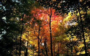 Nature, Trees, Autumn, Forest, Crown, Colors, Color, Crowns HD wallpaper