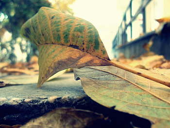 Leaf, autumn, green, yellow HD wallpaper