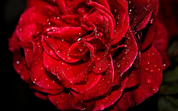 Fresh rose, flowers, roses HD wallpaper