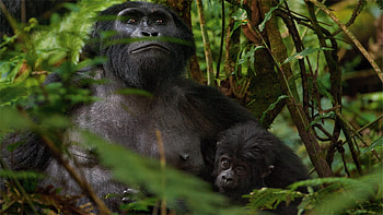 gorilla, leaf, forest, tree HD wallpaper