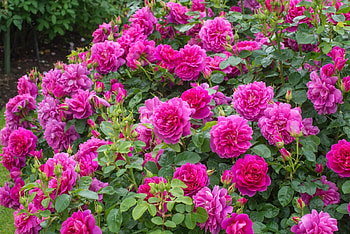 Roses, summer, rose, pink, green, flower, bush, trandafir, vara HD wallpaper