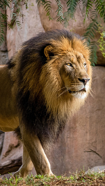 Lion, Golden Black Lion HD phone wallpaper