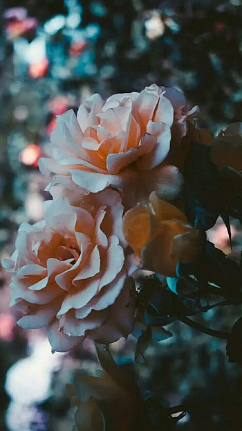 Flowers Aesthetic, Beautiful Rose HD phone wallpaper