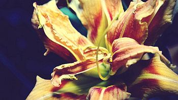 Flowers, Macro, Petals, Lines, Color, Dry HD wallpaper