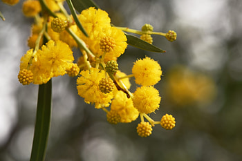 Acacia Tree, Cyanogenic poison, Biological defense, Nature's strategy HD wallpaper