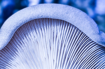Macro, Texture, Mushroom HD wallpaper