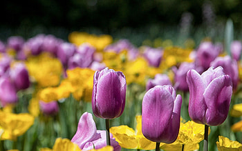 Flowers, Tulips, Bright, Petals, Stem, Stalk HD wallpaper
