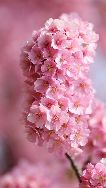 Pink Flower, Spring HD phone wallpaper