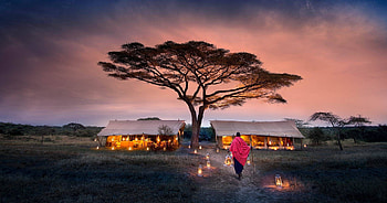 Serengeti National Park, Migration, Home, African HD wallpaper