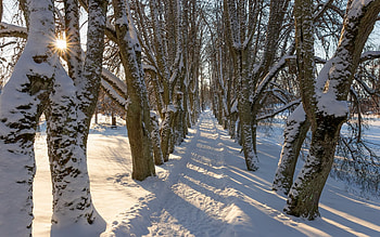 Winter Avenue in Latvia, winter, avenue, snow, sunbeams, Latvia, trees, alley HD wallpaper
