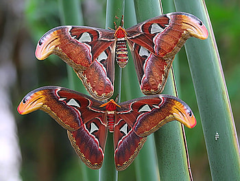 Beautiful Moths, colorful, beautiful, moths HD wallpaper