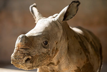 Baby white rhino, Joyous arrival, Animal kingdom's miracle, Disney's celebration HD wallpaper