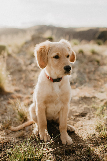Animals, Dog, Puppy, Retriever, Golden Retriever HD phone wallpaper