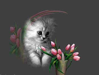 Cute Cat, cats, cat, flowers, tulips, editing HD wallpaper