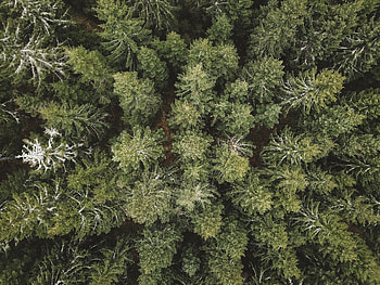 Nature, Trees, View From Above, Forest, Spruce, Fir HD wallpaper