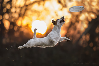 Flying disc sports, White and brown dog, Sunlight graphy HD wallpaper
