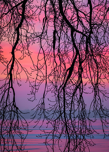 Nature, Sky, Twilight, Violet, Branches, Dusk, Purple HD phone wallpaper