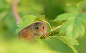 Variety of mouse , Mouse in nature, Cute creature, Backgrounds HD wallpaper