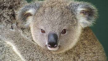 1920x1200 koala , High-definition koala backgrounds, Crisp , wonders HD wallpaper