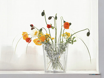 Country Wilds, window, vase, colours, variety, wild, spring, pretty, bright, glass, flowers, , water HD wallpaper