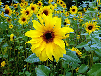 Flowers, Sunflowers, Young, Close-Up, Greens HD wallpaper