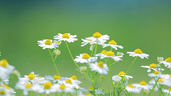 Flowers, Camomile, Macro, Petals, Blur, Smooth HD wallpaper