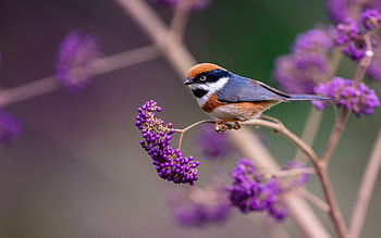 Bird on Flower, animal, purple, flowers, bird HD wallpaper