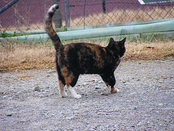 Kitty on a farm, farm, cat HD wallpaper