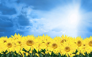 sunflowers, blue, light, sky, sun HD wallpaper