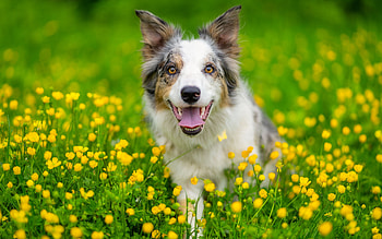 Border Collie, animal, dog, field HD wallpaper
