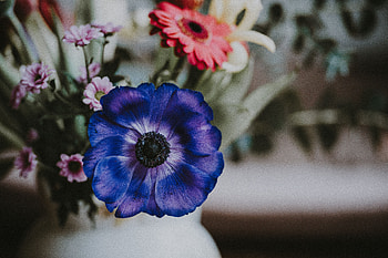 Flowers, Flower, Petals, Anemone HD wallpaper