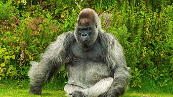 The silverback, Gorillas HD wallpaper