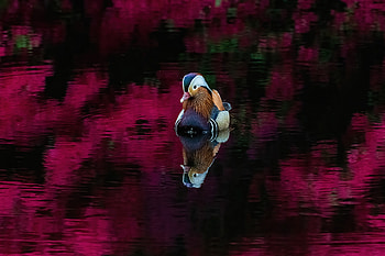 Animal, mandarin duck HD wallpaper