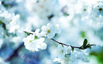 Plants, Flowers HD wallpaper